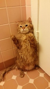 Imgur