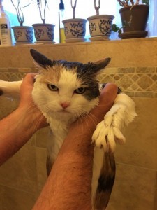 Imgur